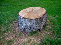 Best Arborist Consultation Services  in Joplin, MO