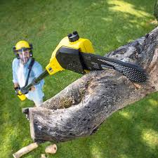 Best Root Management and Removal  in Joplin, MO