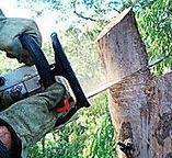 Best Tree Trimming and Pruning  in Joplin, MO