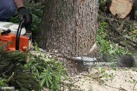Best Tree Mulching  in Joplin, MO