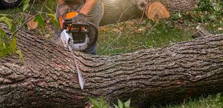 Best Lawn Maintenance Plans  in Joplin, MO