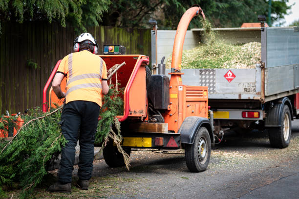 Best Tree Maintenance Programs  in Joplin, MO