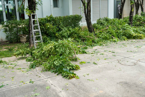 Best Tree Removal  in Joplin, MO