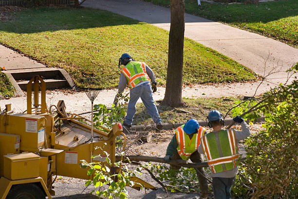 Best Tree Trimming and Pruning  in Joplin, MO