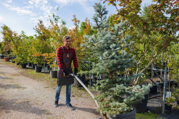  Joplin, MO Tree Services Pros
