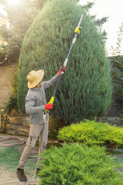 Best Tree Risk Assessment  in Joplin, MO