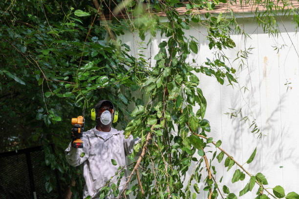 Best Tree Risk Assessment  in Joplin, MO