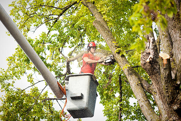 Best Storm Damage Tree Cleanup  in Joplin, MO