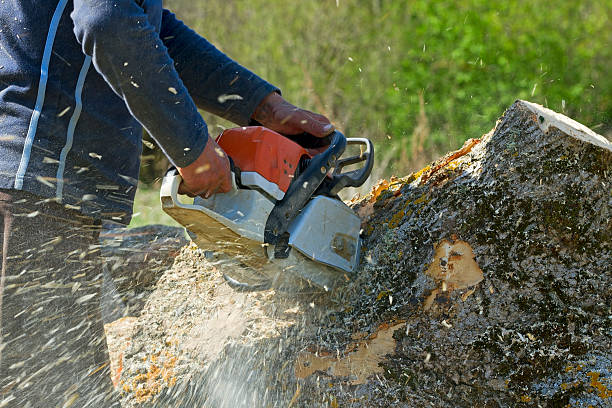 Best Palm Tree Trimming  in Joplin, MO