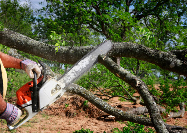Best Tree Maintenance Programs  in Joplin, MO