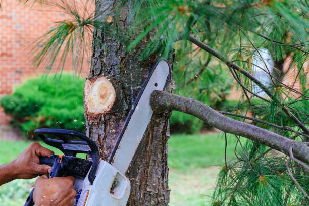 Best Arborist Consultation Services  in Joplin, MO